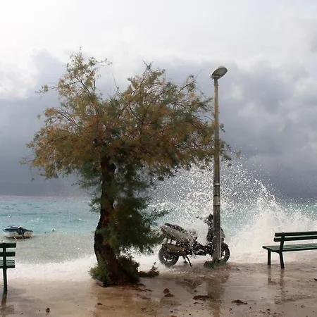 Zorana Daire Mimice